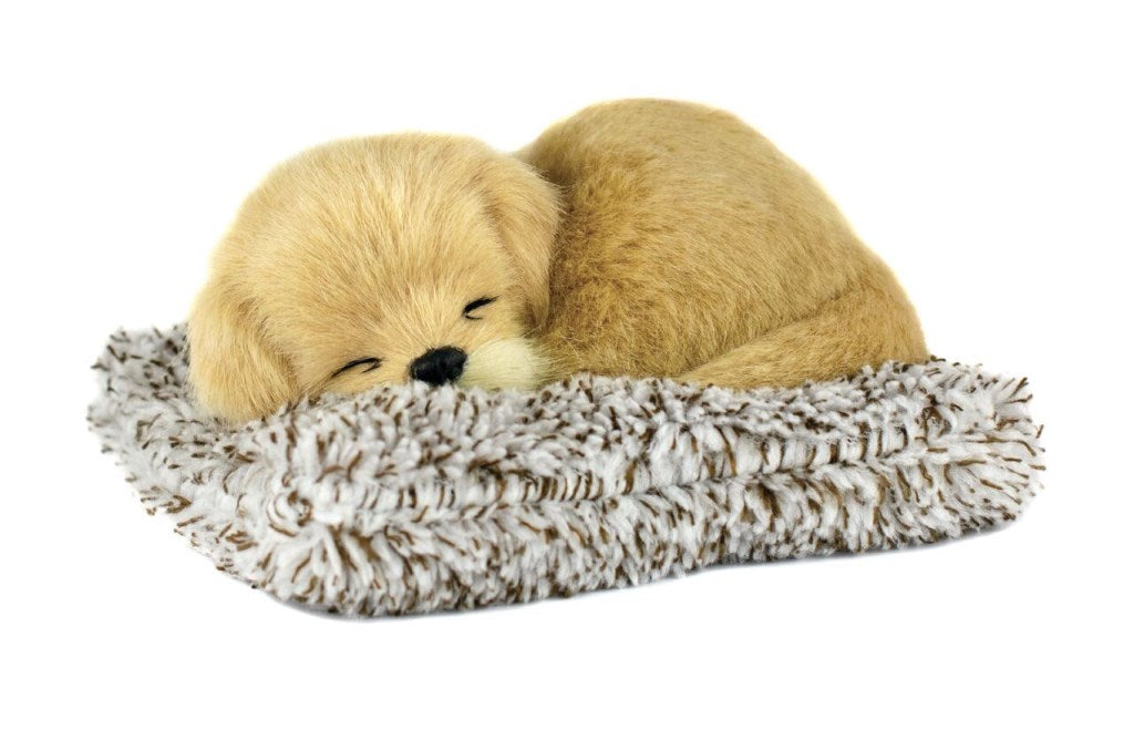 25 M Golden Retriever 197