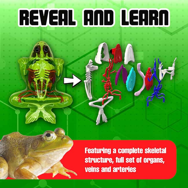 25 Dissect Frog Super 219