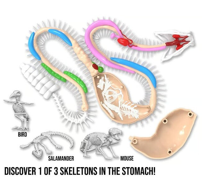25 Rattlesnake Dissect247
