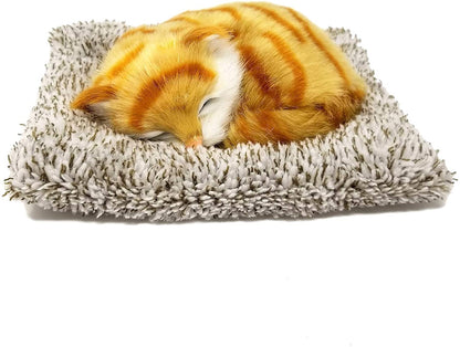 25 M Orange Tabby Mini198