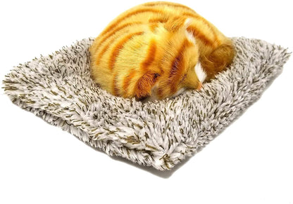 25 M Orange Tabby Mini198