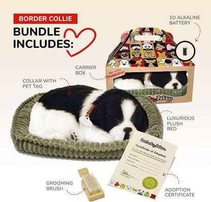 25 Border Collie Perfe247