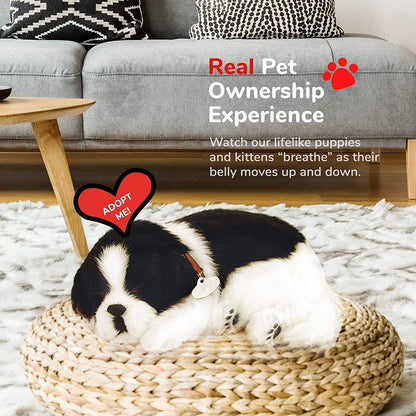 25 Border Collie Perfe247