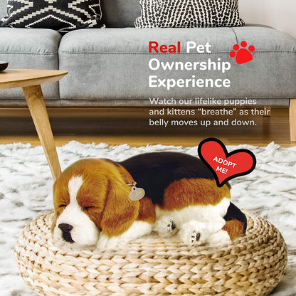 25 Beagle Perfect Pet 187