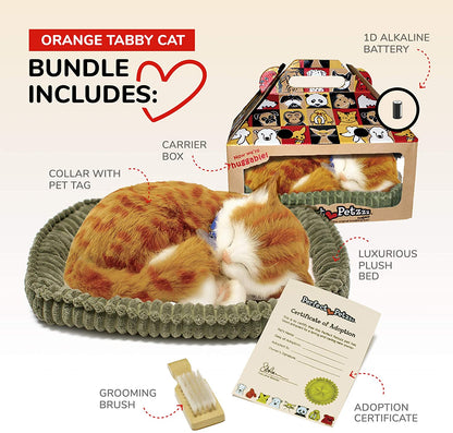 25 Orange Tabby Cat   158