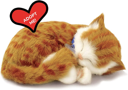 25 Orange Tabby Cat   158