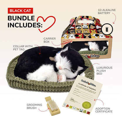 25 B&w Cat Short Hair 158