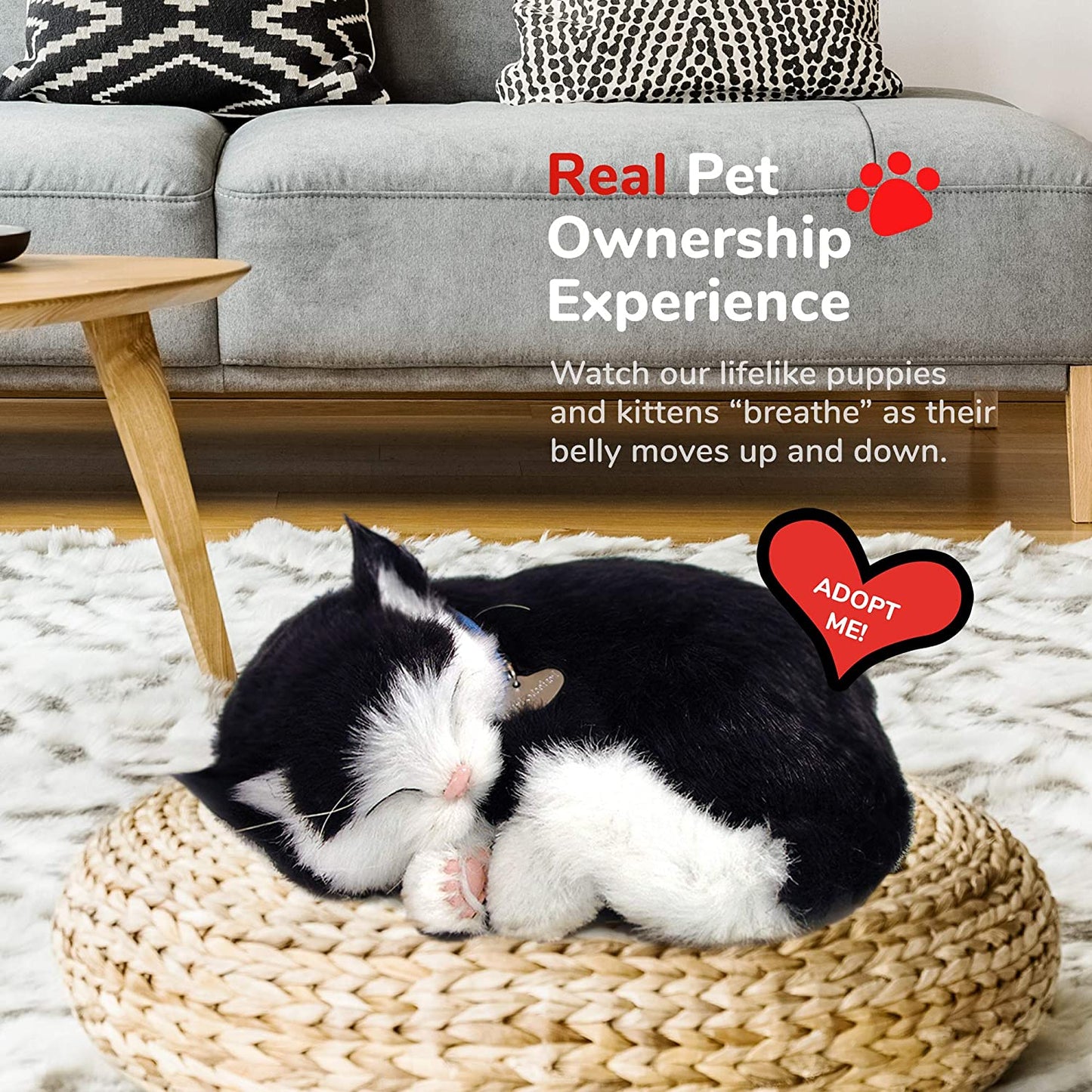 25 B&w Cat Short Hair 158