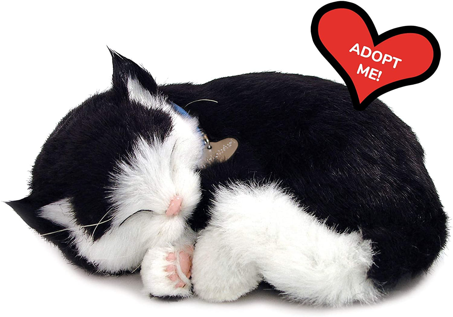 25 B&w Cat Short Hair 158